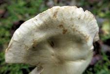 Gerippter Gasritterling, Foto 34