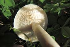 Gerippter Gasritterling, Foto 36
