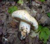 Gerippter Ritterling, Foto 6