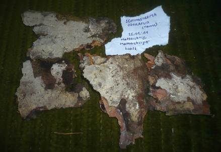 Geruchloser Lederrindenpilz, Foto 5