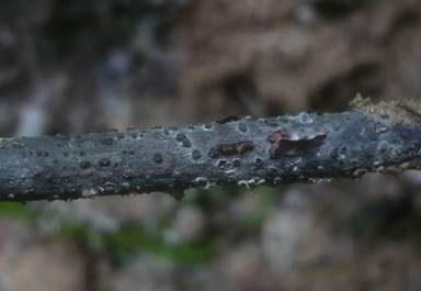 Becherförmigerkohlenbeeren-Kernpilz, Foto 2