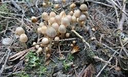 Gesäter Tintling, Foto 12