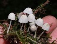 Gesäter Tintling, Foto 15