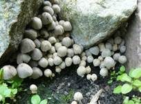 Gesäter Tintling, Foto 6