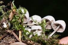 Gesäter Tintling, Foto 8