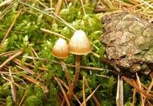 Gesäumter Häubling, Foto 17