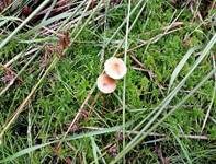 Gesäumter Häubling, Foto 18