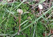 Gesäumter Häubling, Foto 21