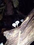 Geschlossener Kelchbecherrübling, Foto 7