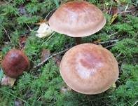 Geschmückter Gürtelfuß, Foto 13