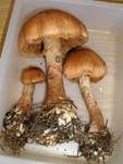 Geschmückter Gürtelfuß, Foto 17