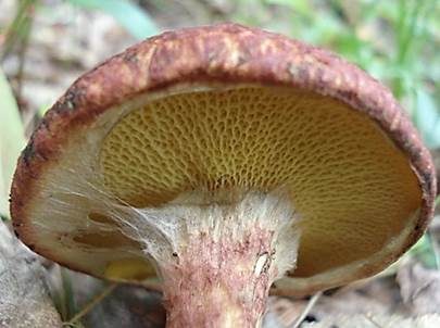 Geschmückter Röhrling, Foto 2