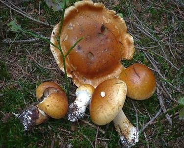 Geschmückter Schleimkopf, Foto 4