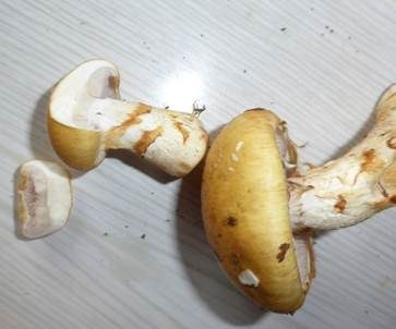 Geschmückter Schleimkopf, Foto 5