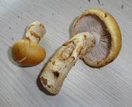 Geschmückter Schleimkopf, Foto 7