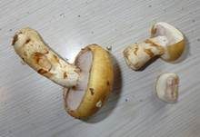 Geschmückter Schleimkopf, Foto 9