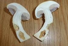 Geschmückter Schleimkopf, Foto 10