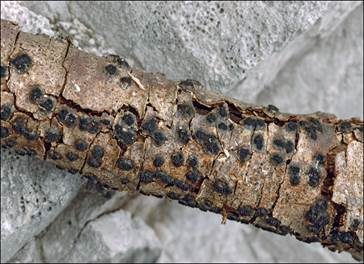 Geschnäbelter Kugelpilz, Foto 2