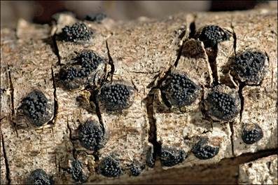 Geschnäbelter Kugelpilz, Foto 3
