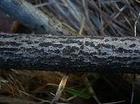 Geschnäbelter Kugelpilz, Foto 5