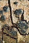 Geschnäbelter Kugelpilz, Foto 7