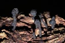 Gesellige Holzkeule, Foto 8