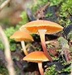 Geselliger Glöckchennabeling, Foto 14