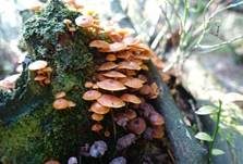 Geselliger Glöckchennabeling, Foto 16