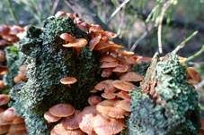 Geselliger Glöckchennabeling, Foto 17