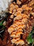 Geselliger Glöckchennabeling, Foto 21
