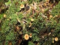 Geselliger Glöckchennabeling, Foto 25