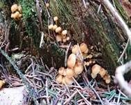 Geselliger Glöckchennabeling, Foto 29