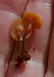Geselliger Glöckchennabeling, Foto 36