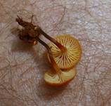 Geselliger Glöckchennabeling, Foto 37