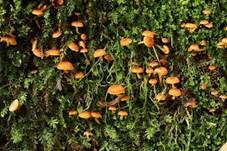 Geselliger Glöckchennabeling, Foto 39