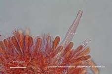 Geselliger Glöckchennabeling, Foto 54