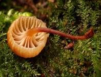 Geselliger Glöckchennabeling, Foto 9