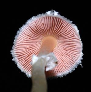 Geselliger Purpuregerling, Foto 3