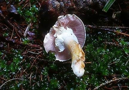 Geselliger Purpuregerling, Foto 5