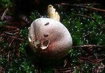Geselliger Purpuregerling, Foto 6