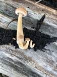 Geselliger Trompetenschnitzling, Foto 16