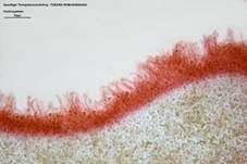 Geselliger Trompetenschnitzling, Foto 33