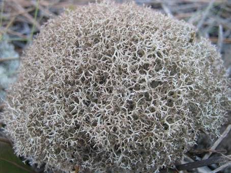 Gesprenkelte Becherflechte, Foto 3