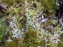 Gesprenkelte Becherflechte, Foto 7