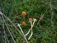 Gestiefelter Häubling, Foto 7
