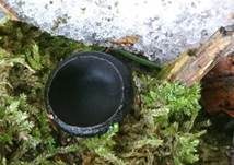 Gestielter Schwarzborstling, Foto 5