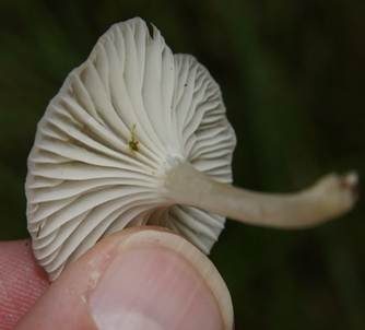 Gestreifter Nabeling, Foto 3