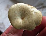 Gestreifter Nabeling, Foto 12