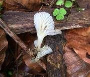 Gestreifter Nabeling, Foto 24