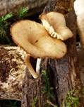 Gestreifter Nabeling, Foto 26
